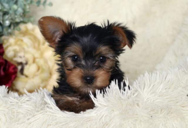 Tiny black and tan Yorkshire Terrier puppy peeking out from a fluffy white blanket, one ear slightly perked, with bright dark eyes and soft tan markings on the face, posed in front of cream and red floral accents. image