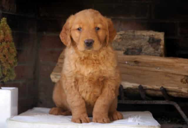 Fluffy Golden Retriever puppy with a rich golden coat sitting upright on a white cushion in front of a rustic brick fireplace and stacked logs — soft wavy fur, sweet dark eyes, and a calm, attentive expression that highlights this Golden Retriever puppy’s gentle, family-friendly personality. image