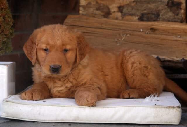 Adorable Golden Retriever puppy with a soft golden coat lying on a white cushion in front of a rustic brick fireplace and stacked wood — fluffy fur, sweet dark eyes, and a relaxed expression that captures the gentle, affectionate nature of a Golden Retriever puppy. image