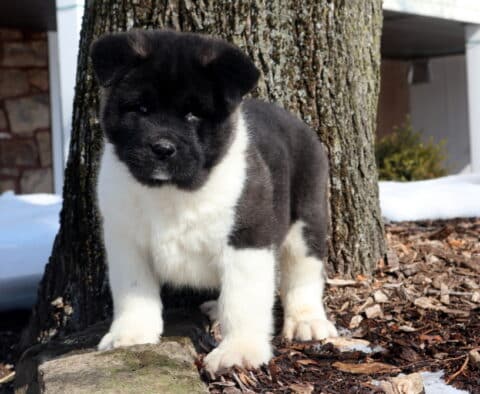 Teddy Akita