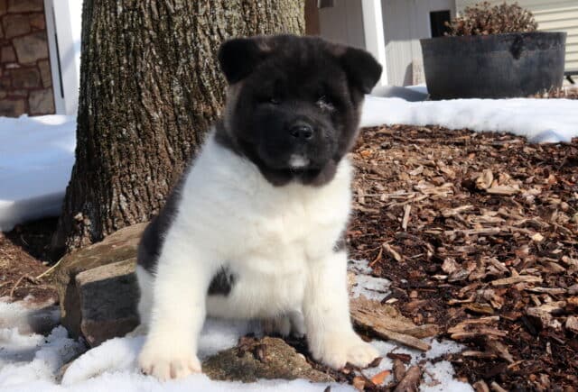 Teddy Akita2 image