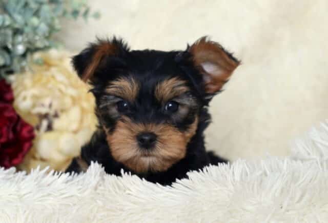 Adorable black and tan Yorkshire Terrier puppy resting on a fluffy white blanket, one ear perked slightly higher than the other, with bright dark eyes and soft tan facial markings, posed in front of cream and red flowers. image
