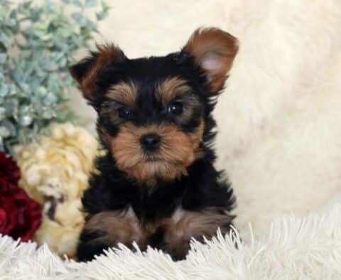 Black and tan Yorkshire Terrier puppy sitting upright on a fluffy white blanket, one ear perked and the other slightly folded, with bright round eyes and soft tan facial markings, posed beside red and cream flowers with greenery in the background.