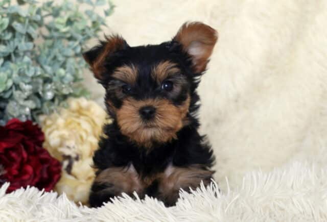 Black and tan Yorkshire Terrier puppy sitting upright on a fluffy white blanket, one ear perked and the other slightly folded, with bright round eyes and soft tan facial markings, posed beside red and cream flowers with greenery in the background. image