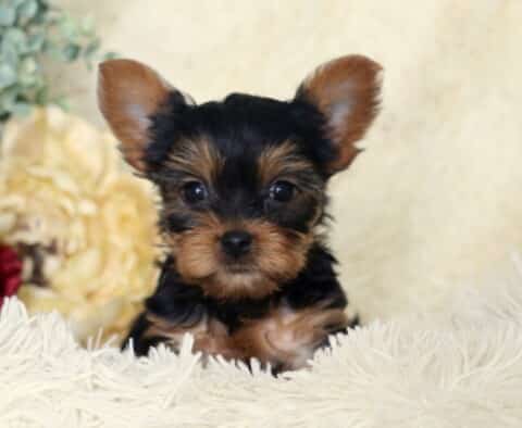 Adorable black and tan Yorkshire Terrier puppy with both ears perked upright, resting on a plush white blanket, bright round eyes and rich tan facial markings visible, posed in front of cream and red flowers with soft greenery.