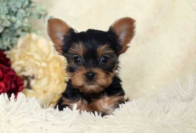 Adorable black and tan Yorkshire Terrier puppy with both ears perked upright, resting on a plush white blanket, bright round eyes and rich tan facial markings visible, posed in front of cream and red flowers with soft greenery. image