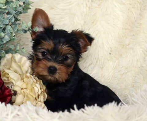 Black and tan Yorkshire Terrier puppy sitting on a fluffy white blanket, one ear perked and the other softly folded, with rich tan facial markings, posed beside red and cream flowers and greenery.