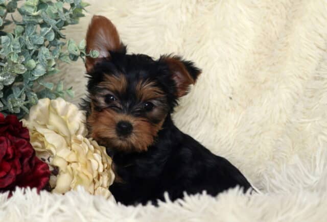 Black and tan Yorkshire Terrier puppy sitting on a fluffy white blanket, one ear perked and the other softly folded, with rich tan facial markings, posed beside red and cream flowers and greenery. image