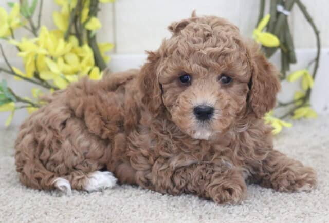 Tike Poodle mix image