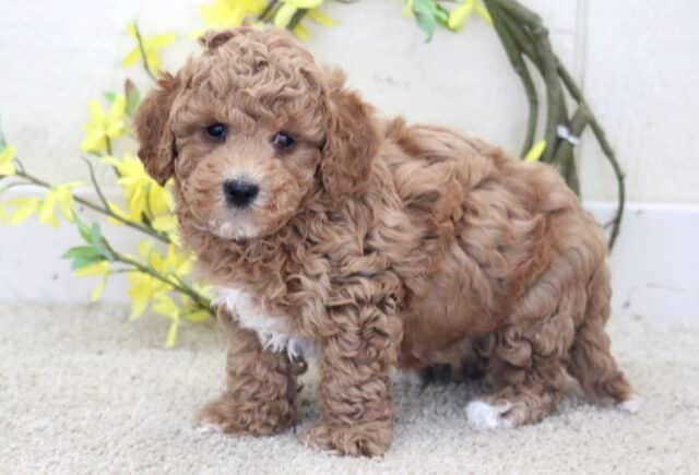 Tike Poodle mix2 image