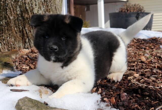 Tootsie Akita image
