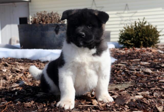 Tootsie Akita2 image