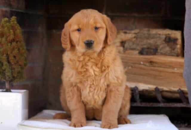 Tootsie Golden image