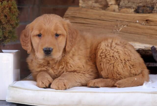 Tootsie Golden2 image