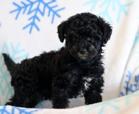 Black Toy Poodle puppy standing on a soft blanket with blue snowflake pattern, showing curly coat, bright eyes, and alert posture.