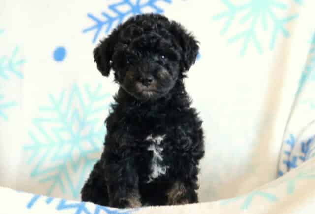Toy Poodle puppy sitting upright on a white blanket with blue snowflake designs, featuring a curly black coat, small white chest patch, and gentle expression. image