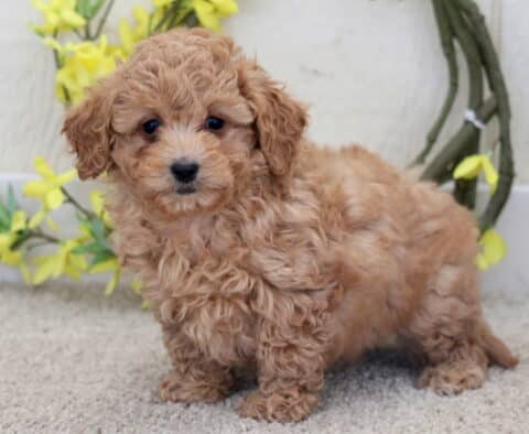 Treasure Poodle Mix