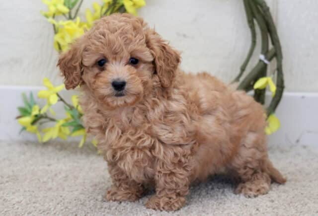 Treasure Poodle Mix image