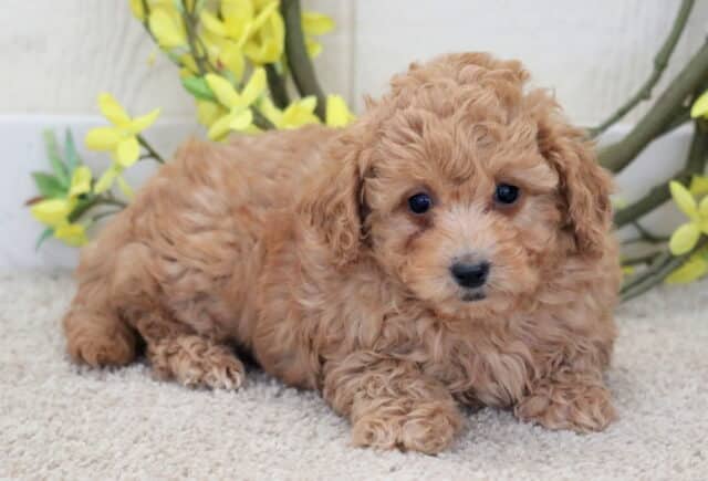 Treasure Poodle Mix2 image