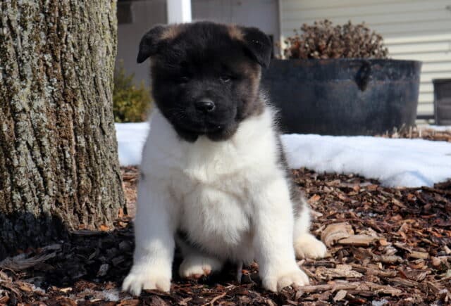 Trix Akita image