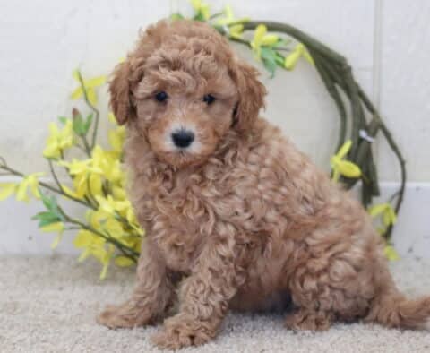 Truffle Poodle Mix