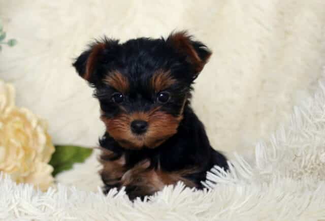 Tiny black and tan Yorkshire Terrier puppy sitting on a plush white blanket, both ears softly folded, with bright dark eyes and warm tan markings on the face, posed beside a pale cream flower for a sweet studio-style portrait. image