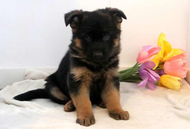 Walker German Shepherd image