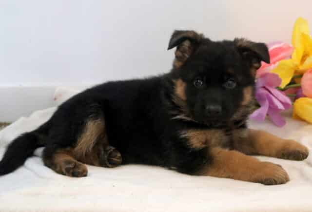 Walker German Shepherd2 image