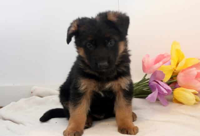 Wes German Shepherd image