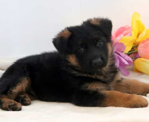 Wes German Shepherd2