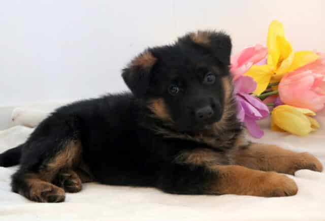 Wes German Shepherd2 image