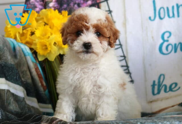 Abby Cavapoo image