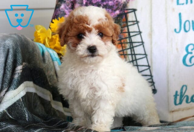 Abby Cavapoo2 image