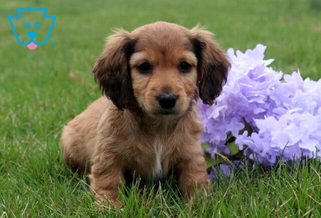 Abigail Mini Dachshund image