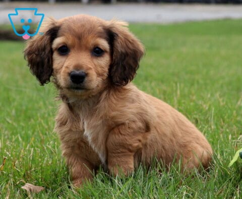 Abigail Mini Dachshund2