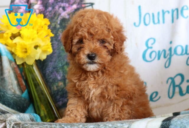 Ace Cavapoo image