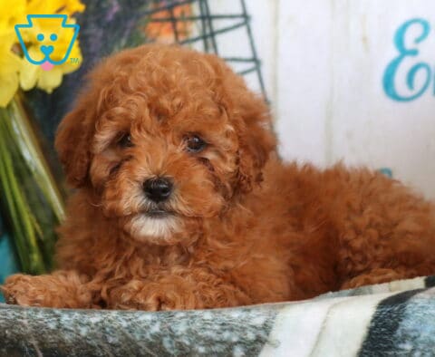 Ace Cavapoo2