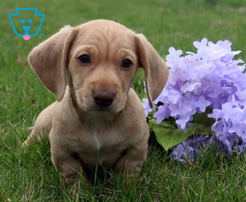 Alfred Mini Dachshund