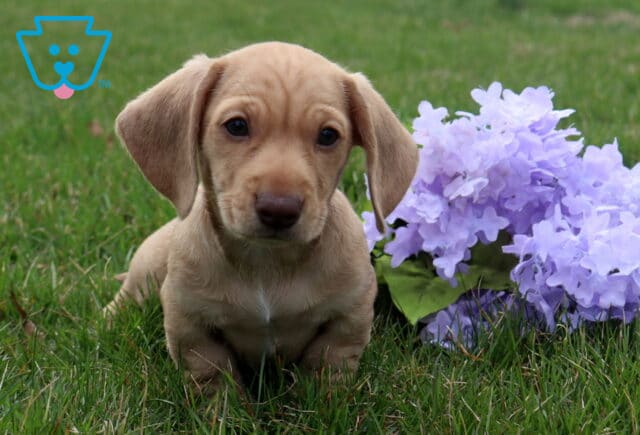 Alfred Mini Dachshund image