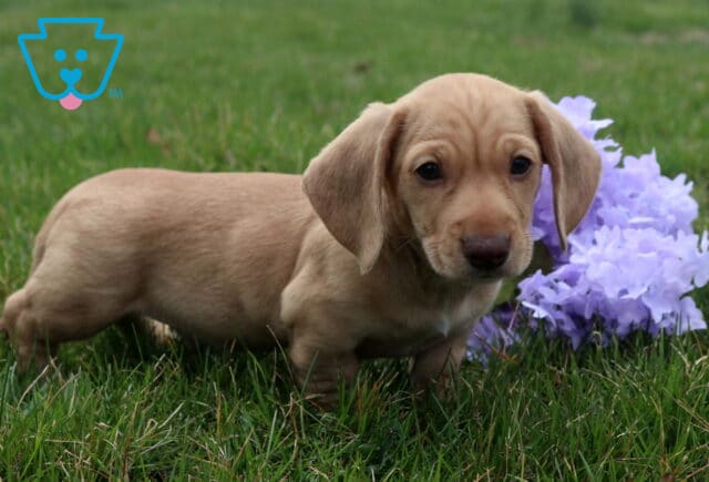 Alfred Mini Dachshund2 image