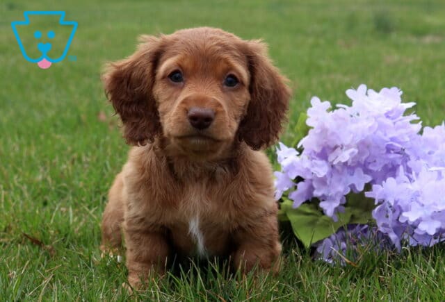 Alonzo Mini Dchshund image