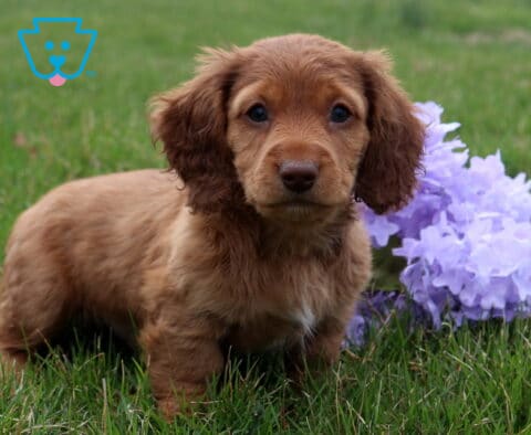 Alonzo Mini Dchshund2