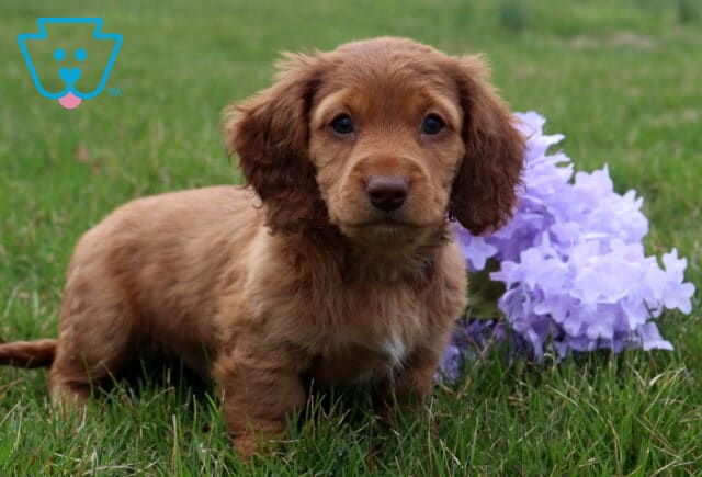 Alonzo Mini Dchshund2 image