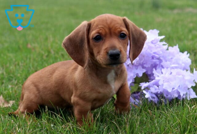 Alseda Mini Dachshund image