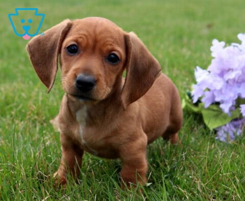 Alseda Mini Dachshund2