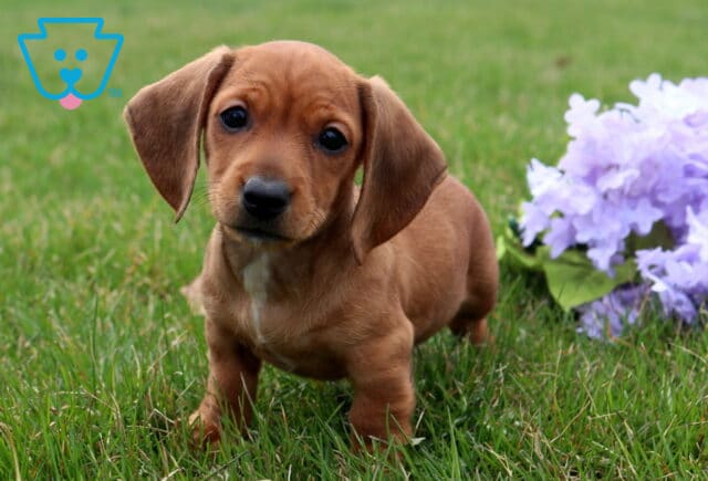 Alseda Mini Dachshund2 image