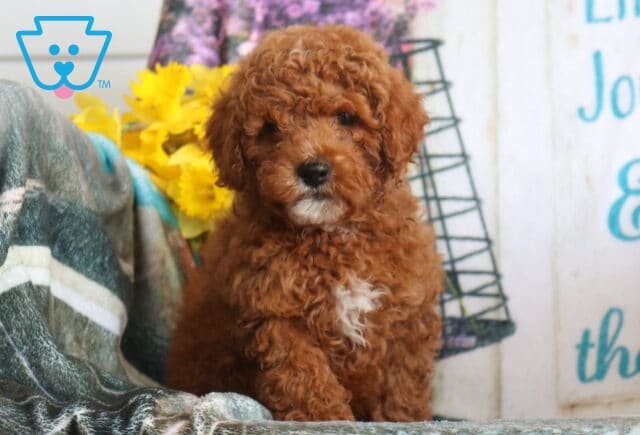 Andy Cavapoo image