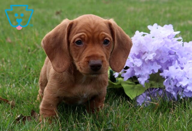 Andy Mini Dachshund image