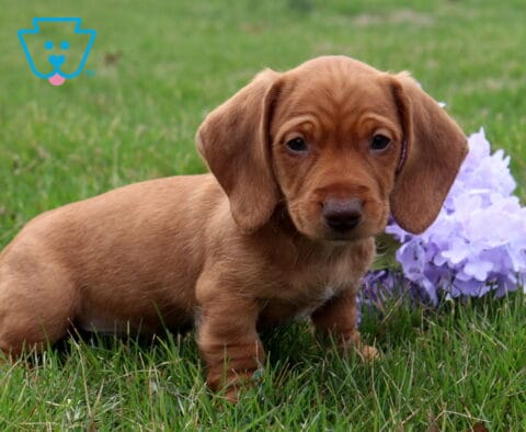 Andy Mini Dachshund2