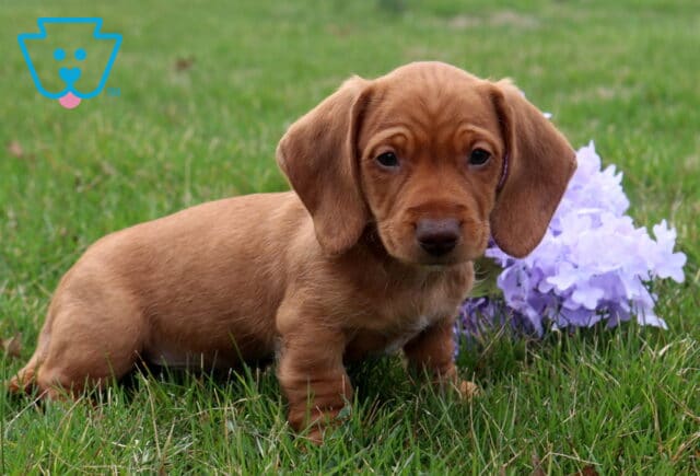 Andy Mini Dachshund2 image